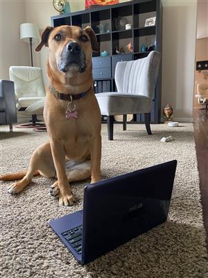 Abby's ready for Distance Learning 