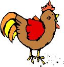 Rooster
