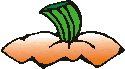 Pumpkin Top
