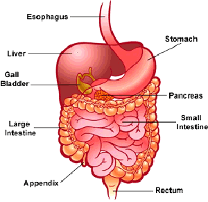 GI Tract