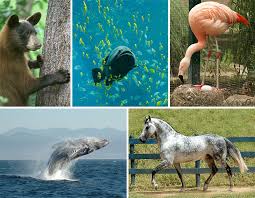pics of animals pics of animals