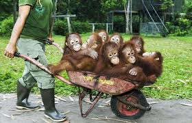 orang 