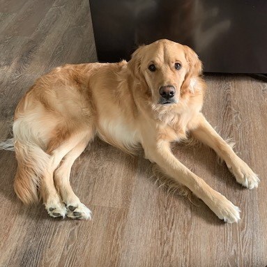 Dutch the Dog